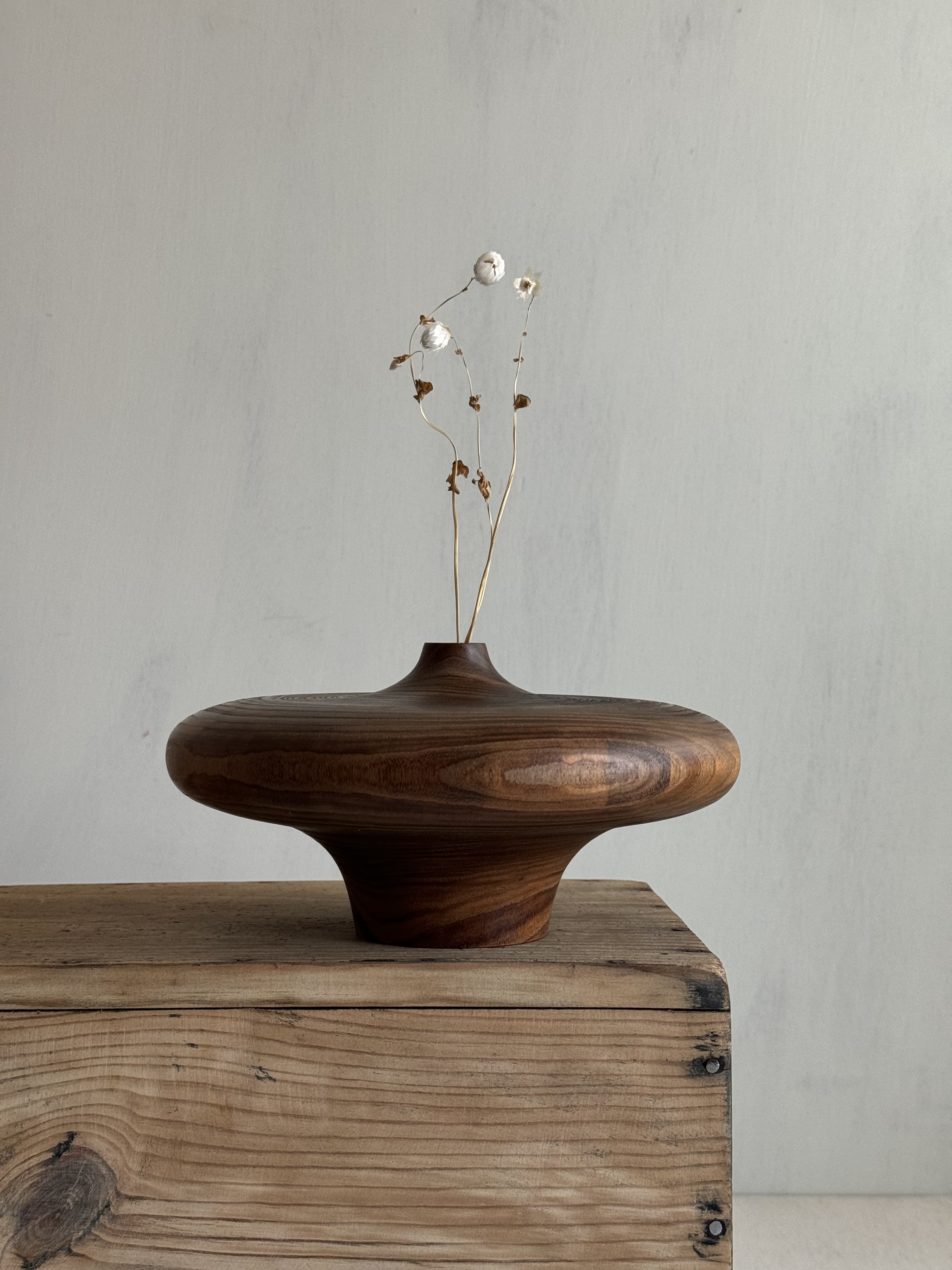 Amur maackia(Maackia amurensis) Jar