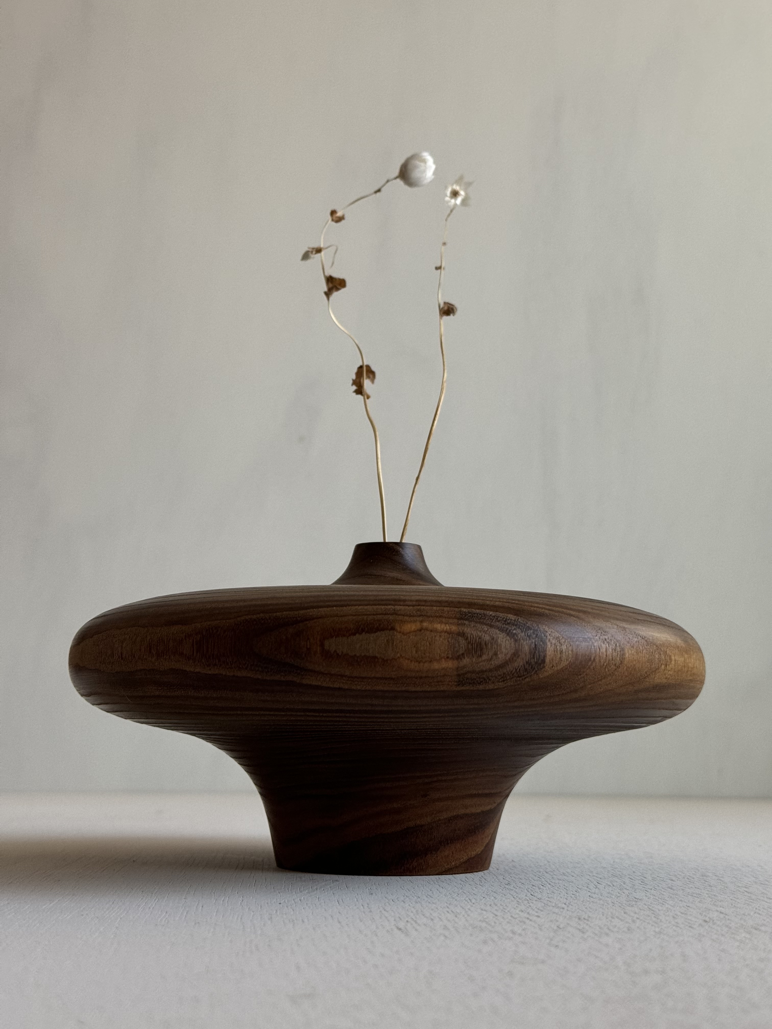 Amur maackia(Maackia amurensis) Jar - Image 5