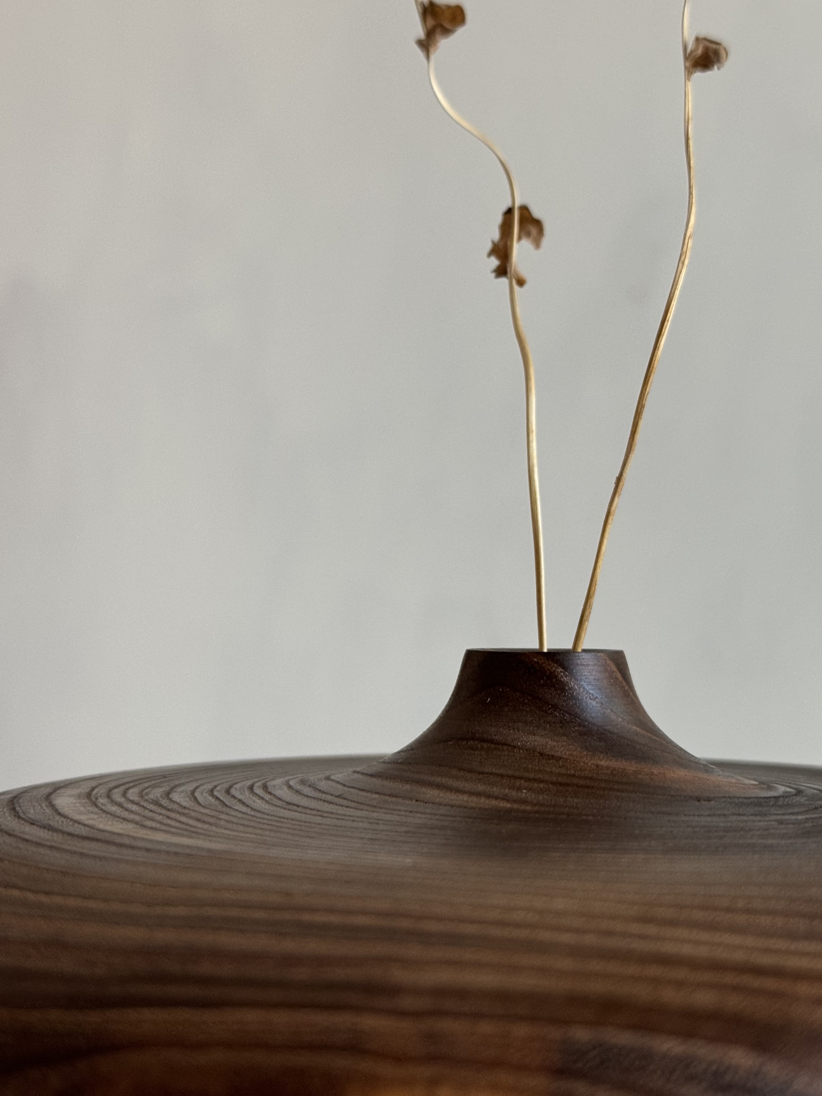 Amur maackia(Maackia amurensis) Jar - Image 2