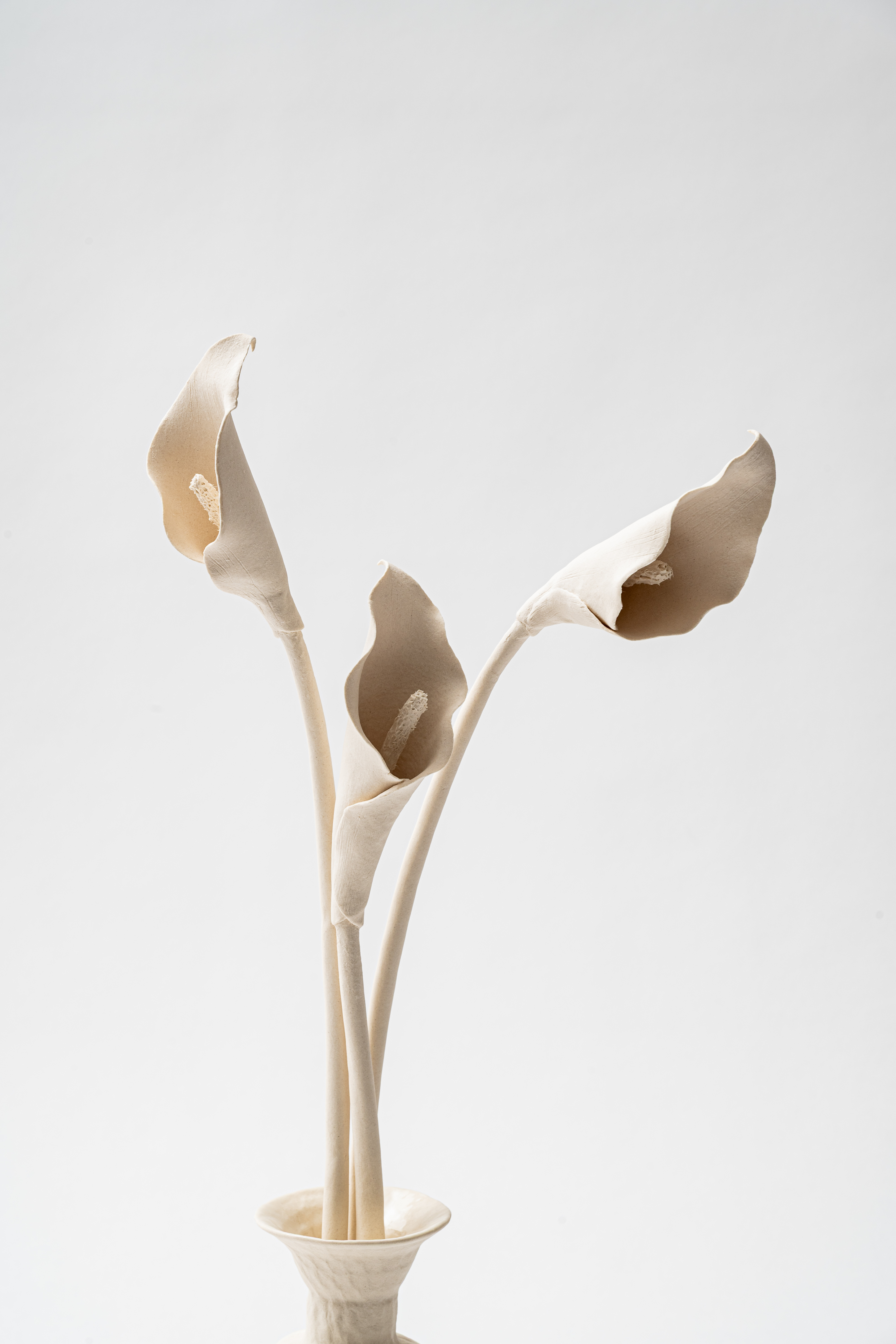 Calla lily - Image 3